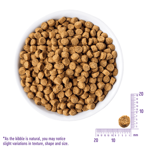 Wellness Complete Health™ Adult with Wholesome Grains Salmon Cat Food