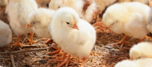 Young Chicks snoozing under heat lamps for Shagbark Lumber & Farm Supply, East Haddam, CT