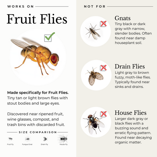 Wondercide Fruit Fly Trap for Home + Kitchen