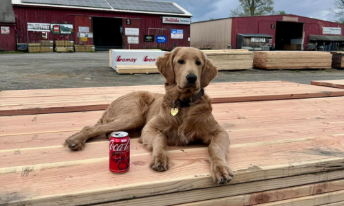 Dog laying down on top of a stack of lumber