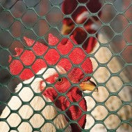 Tenax Poultry Fence 3' x 25' Green 72121128