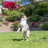 Petmate Chuckit! EcoFetch Recycled Rubber Fetch Stick Dog Toy