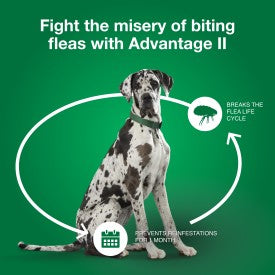 Advantage II XL Dog Vet-Recommended Flea Treatment & Prevention